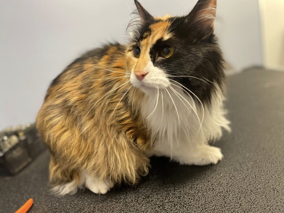 Calico cat receiving gentle grooming at Classie Canines
