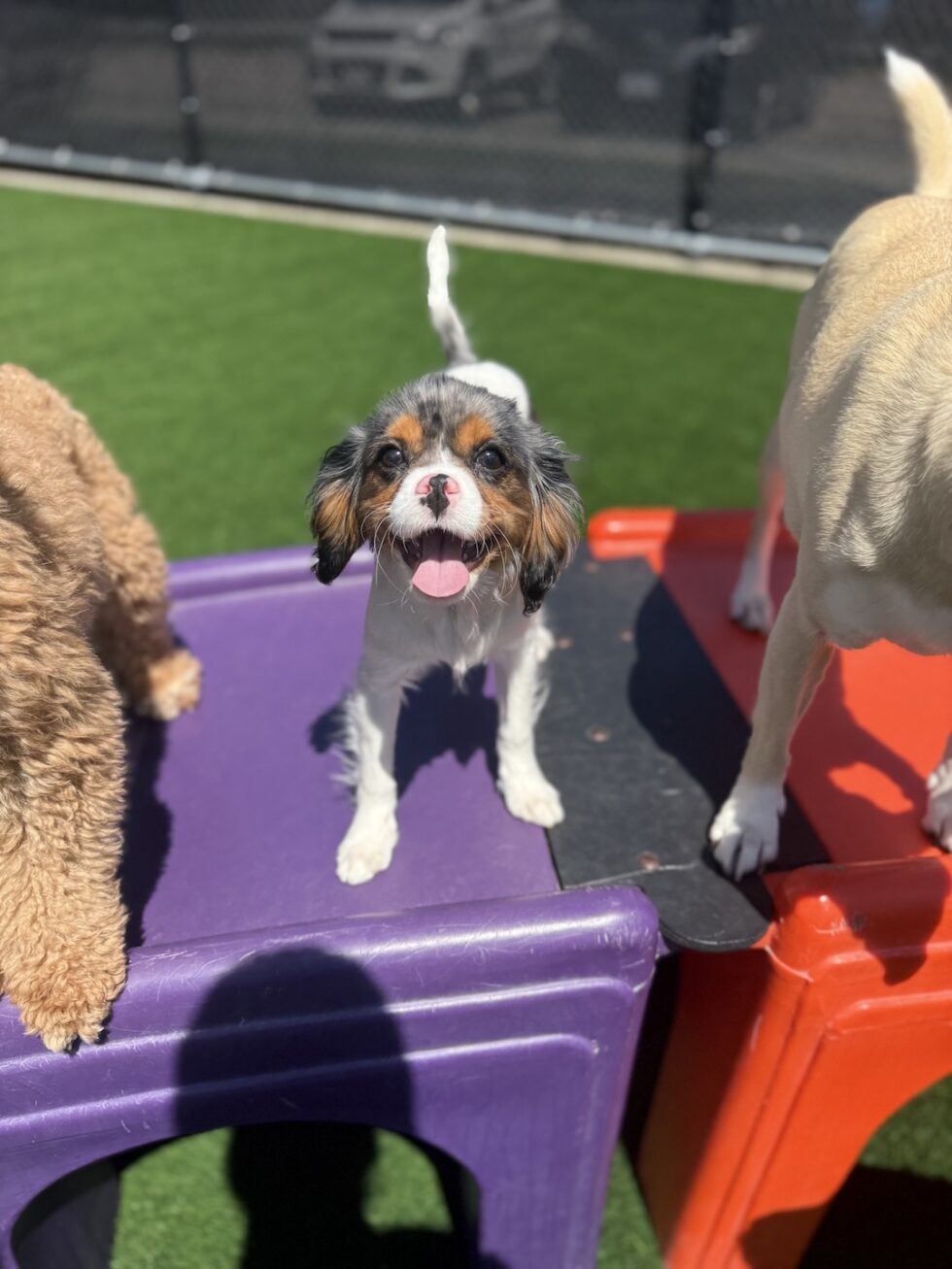 Dog standing on outdoor play equipment at Classie Canines daycare