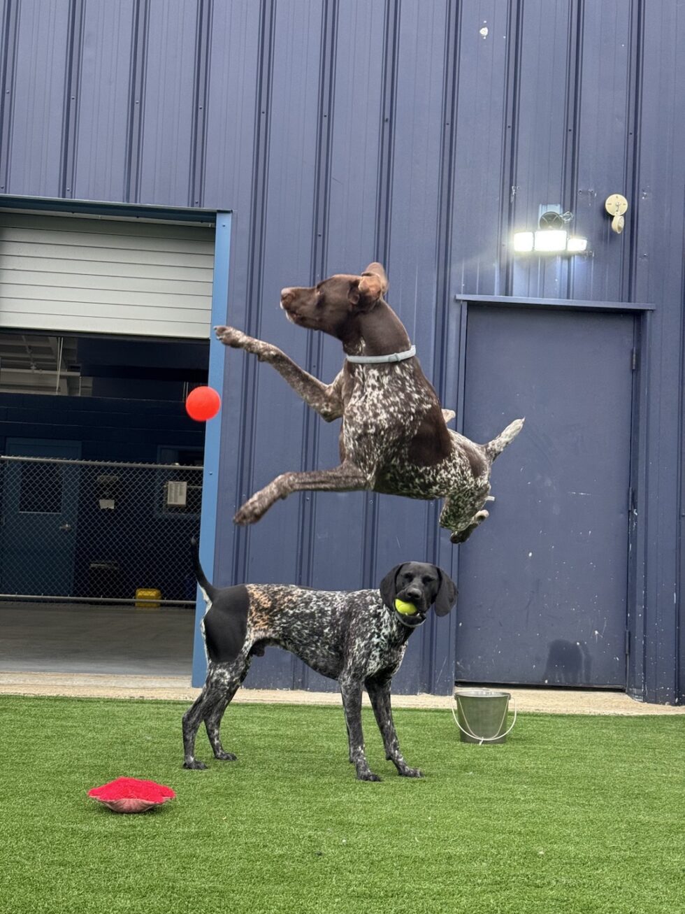 Dog playing fetch in the outdoor daycare yard at Classie Canines