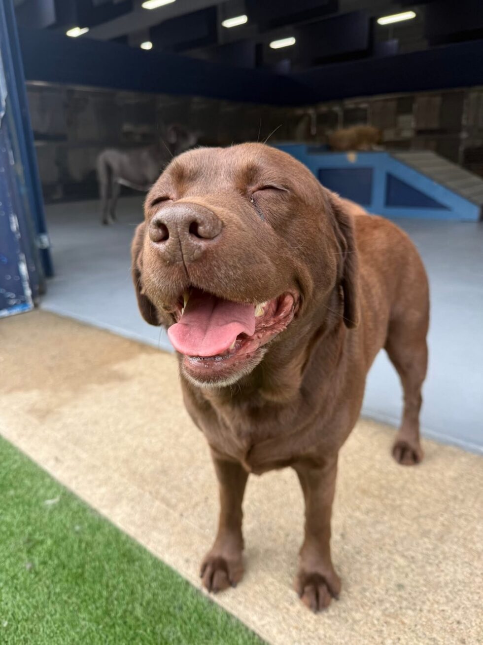 Happy brown dog at Classie Canines daycare