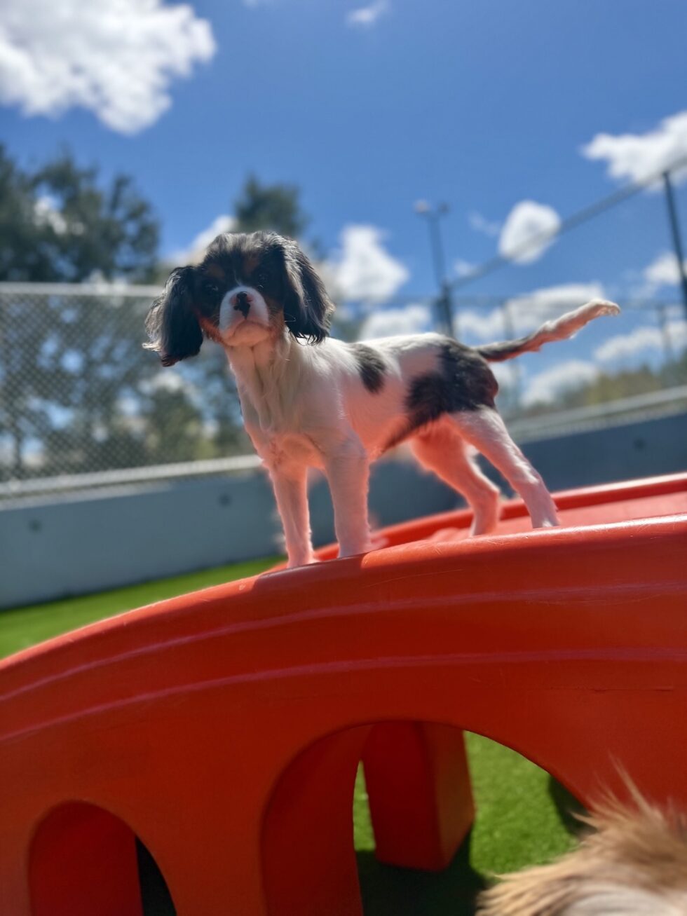 Happy spaniel enjoying dog daycare at Classie Canines