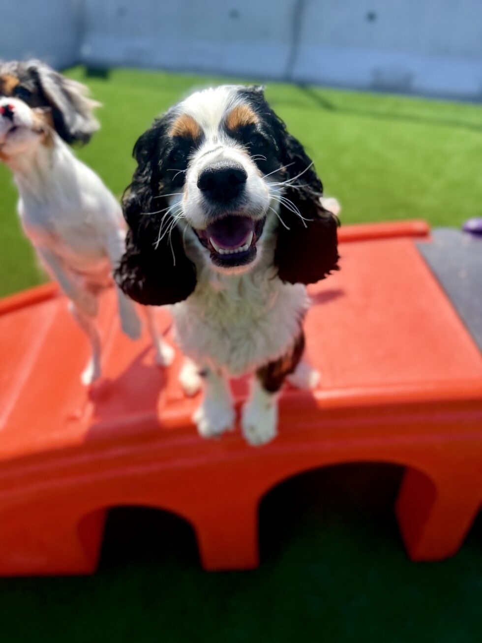 Happy spaniel at Classie Canines dog daycare