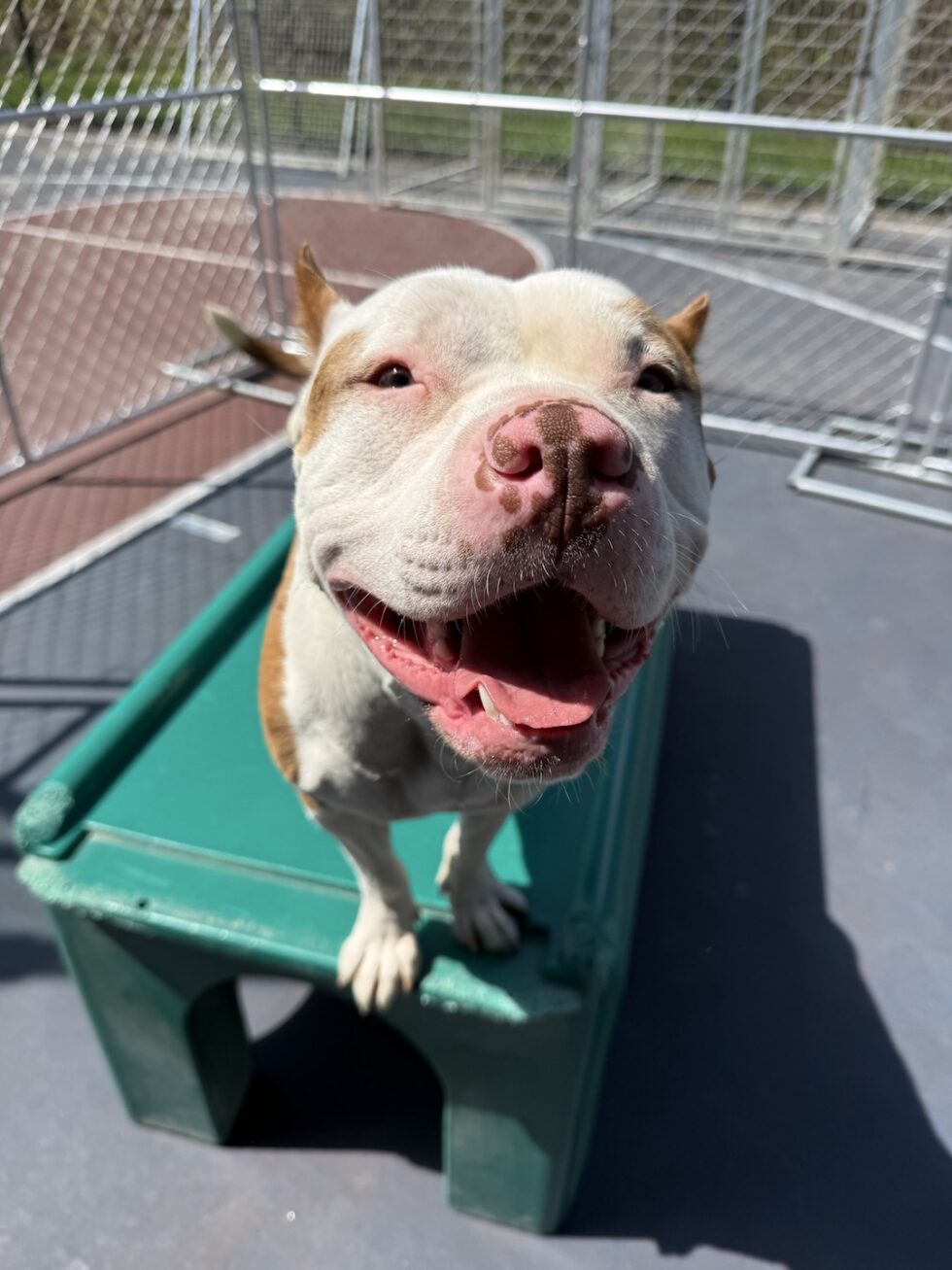 Smiling dog in the outdoor daycare yard at Classie Canines