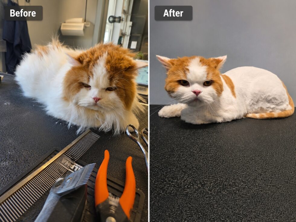 Before-and-after cat grooming at Classie Canines