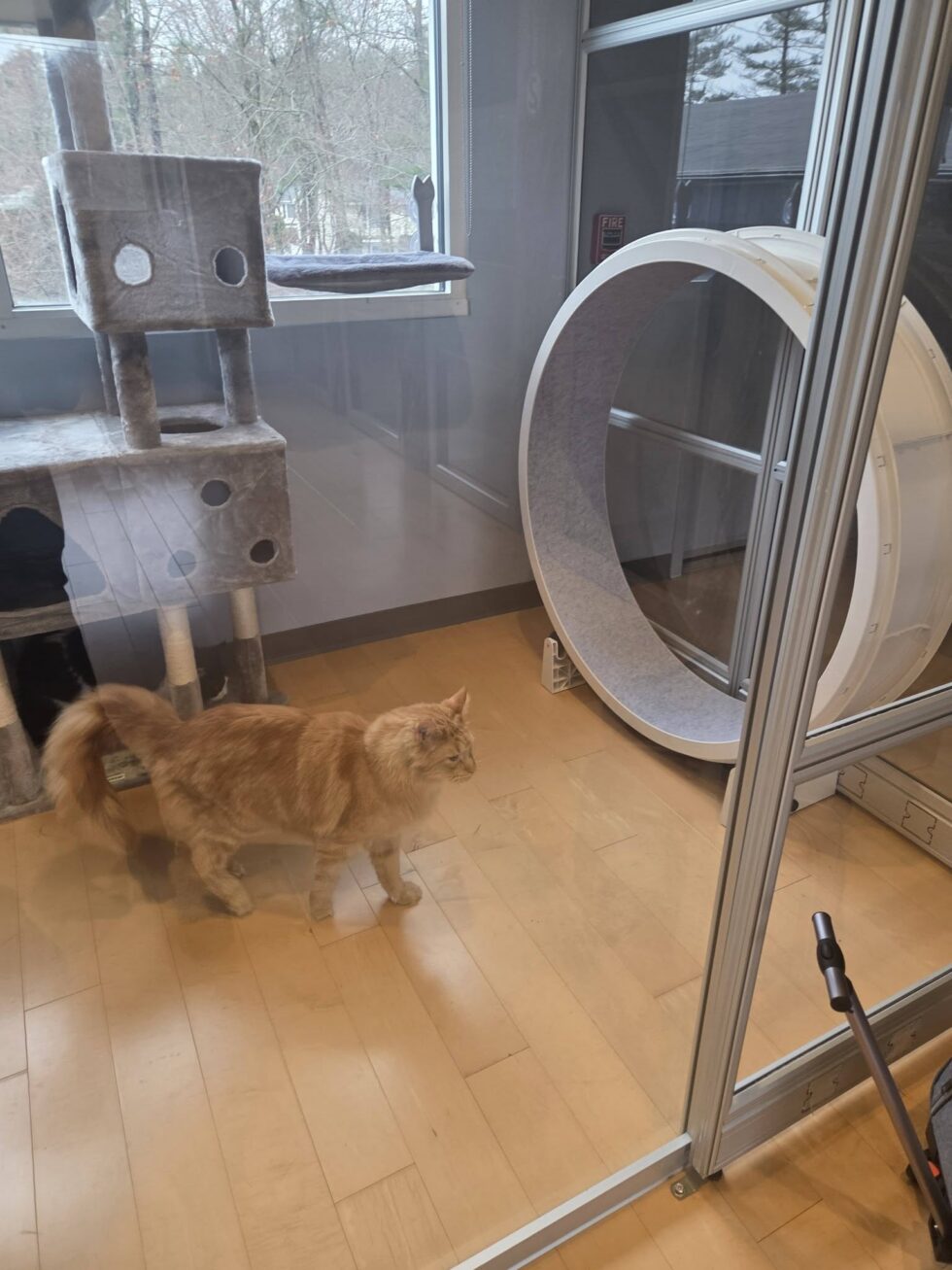 Orange cat relaxing in Classie Canines cat boarding