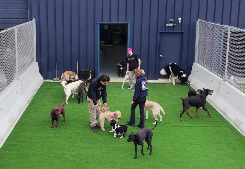 Classie Canines employee giving a dog personal attention